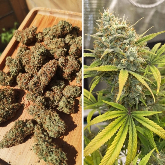 Auto Banana Blaze®